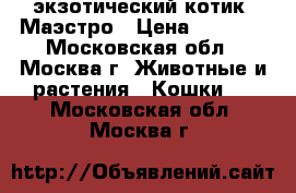 экзотический котик  Маэстро › Цена ­ 6 000 - Московская обл., Москва г. Животные и растения » Кошки   . Московская обл.,Москва г.